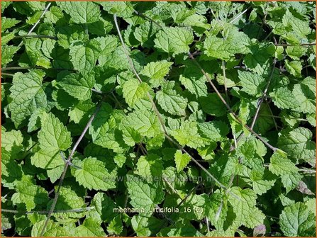 Meehania urticifolia | Schijndovenetel | Nesselbl&auml;ttrige Scheintaubnessel
