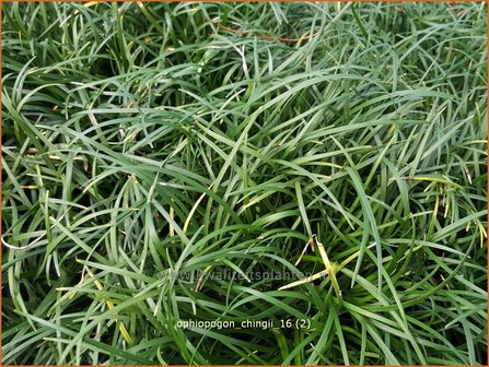Ophiopogon chingii | Slangenbaard | Filigraner Schlangenbart