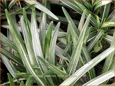 Ophiopogon japonicus &#039;Minor Variegata&#039; | Japans slangengras, Slangenbaard | Japanischer Schlangenbart