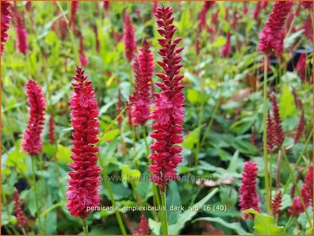 Persicaria amplexicaulis &#039;Dark Red&#039; | Adderwortel, Duizendknoop | Kerzenkn&ouml;terich