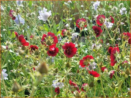 Potentilla &#039;Monarchs Velvet&#039; | Ganzerik, Vijfvingerkruid | Fingerkraut