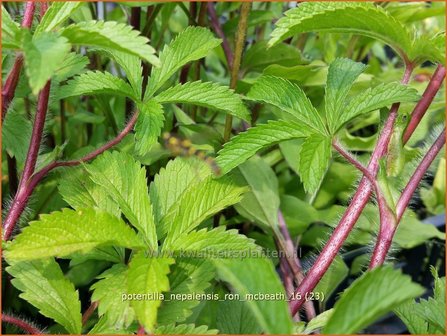 Potentilla nepalensis &#039;Ron McBeath&#039; | Ganzerik, Vijfvingerkruid | Nepal-Fingerkraut