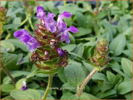 Prunella grandiflora | Brunel, Bijenkorfje | Großblütige Braunelle