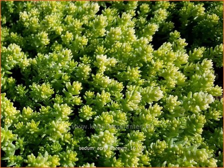 Sedum acre &#039;Aureum&#039; | Muurpeper, Vetkruid | Scharfer Mauerpfeffer