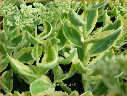 Sedum &#039;Lajos&#039; | Hemelsleutel, Vetkruid | Fettblatt