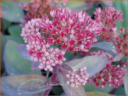 Sedum &#039;Marina&#039; | Hemelsleutel, Vetkruid | Fettblatt