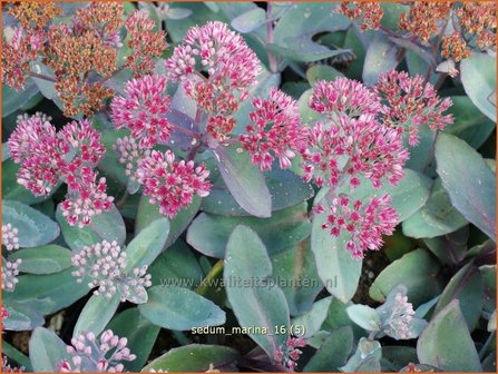 Sedum &#039;Marina&#039; | Hemelsleutel, Vetkruid | Fettblatt