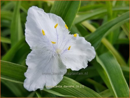 Tradescantia &#039;Danielle&#039; | Eendagsbloem, Vaderplant, Matrozensla | Dreimasterblume