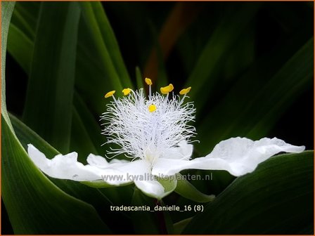 Tradescantia &#039;Danielle&#039; | Eendagsbloem, Vaderplant, Matrozensla | Dreimasterblume