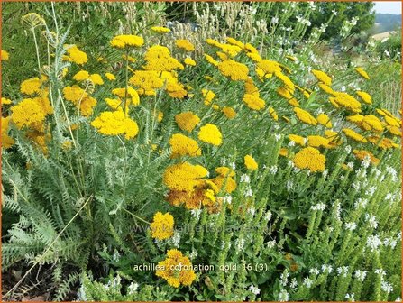 Achillea &#039;Coronation Gold&#039; | Duizendblad | Garbe