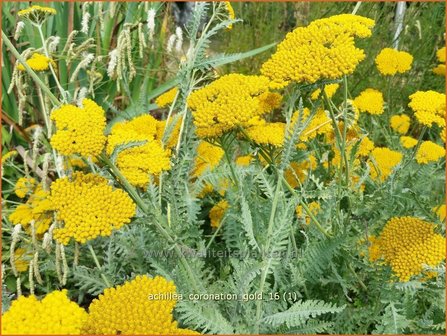 Achillea &#039;Coronation Gold&#039; | Duizendblad | Garbe