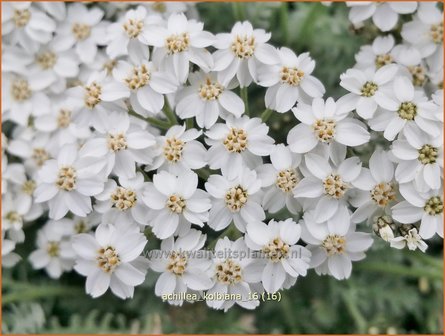 Achillea kolbiana | Duizendblad | Silbergarbe