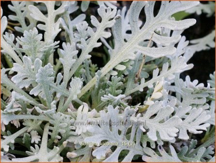 Achillea kolbiana | Duizendblad | Silbergarbe