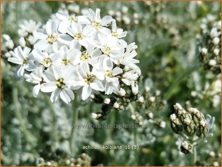 Achillea kolbiana | Duizendblad | Silbergarbe