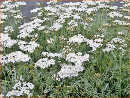 Achillea kolbiana | Duizendblad | Silbergarbe