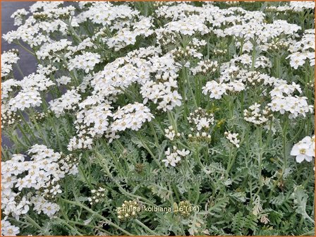 Achillea kolbiana | Duizendblad | Silbergarbe