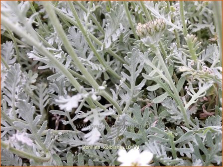 Achillea kolbiana | Duizendblad | Silbergarbe