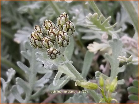 Achillea kolbiana | Duizendblad | Silbergarbe