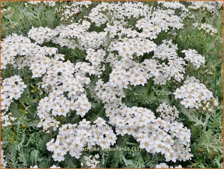 Achillea kolbiana | Duizendblad | Silbergarbe