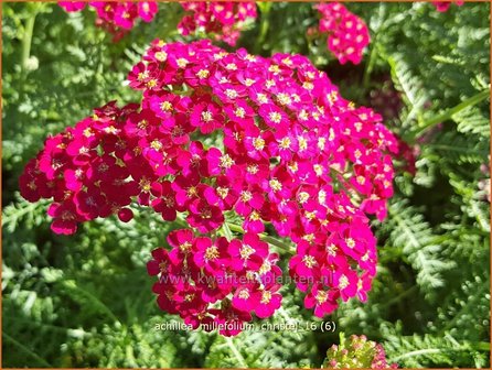 Achillea millefolium 'Christel' | Duizendblad | Gewöhnliche Schafgarbe