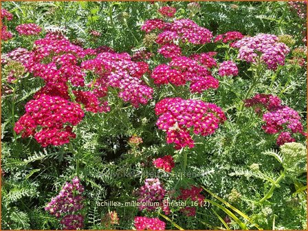 Achillea millefolium 'Christel' | Duizendblad | Gewöhnliche Schafgarbe