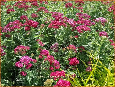 Achillea millefolium 'Christel' | Duizendblad | Gewöhnliche Schafgarbe