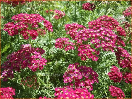 Achillea millefolium 'Christel' | Duizendblad | Gewöhnliche Schafgarbe