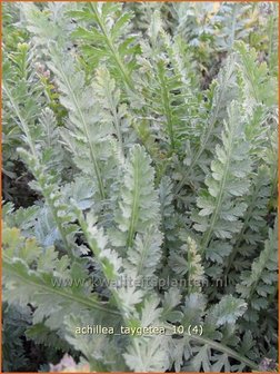 Achillea &#039;Taygetea&#039; | Duizendblad | Garbe