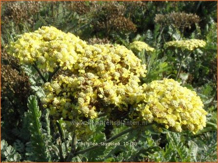 Achillea &#039;Taygetea&#039; | Duizendblad | Garbe