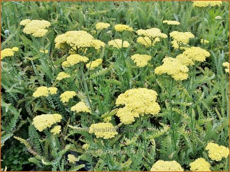 Achillea &#039;Taygetea&#039; | Duizendblad | Garbe
