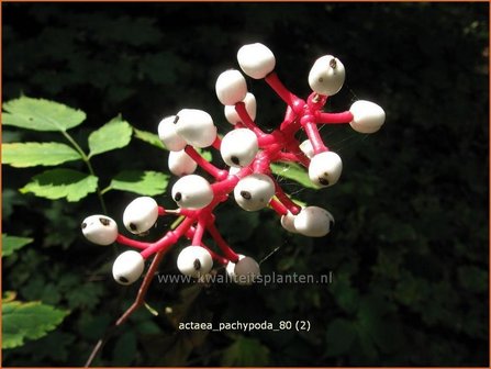 Actaea pachypoda | Christoffelkruid | Wei&szlig;fr&uuml;chtiges Christophskraut