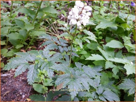 Actaea pachypoda | Christoffelkruid | Wei&szlig;fr&uuml;chtiges Christophskraut