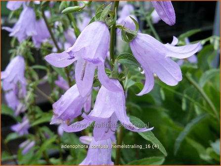 Adenophora confusa &#039;Hemelstraling&#039; | Bekerklokje, Vrouwenklokje | Becherglocke