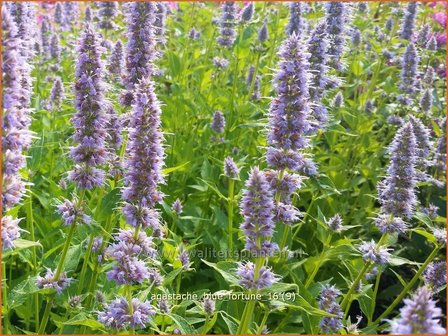 Agastache &#039;Blue Fortune&#039; | Dropplant, Anijsnetel | Duftnessel | Giant Hyssop