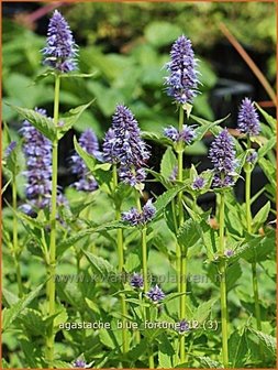 Agastache &#039;Blue Fortune&#039; | Dropplant, Anijsnetel | Duftnessel | Giant Hyssop