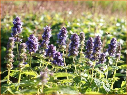 Agastache &#039;Blue Fortune&#039; | Dropplant, Anijsnetel | Duftnessel | Giant Hyssop