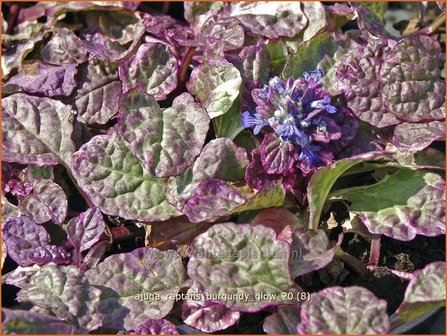 Ajuga reptans &#039;Burgundy Glow&#039; | Zenegroen | Kriechender G&uuml;nsel