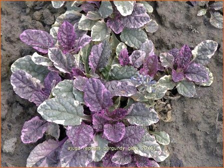 Ajuga reptans &#039;Burgundy Glow&#039; | Zenegroen | Kriechender G&uuml;nsel