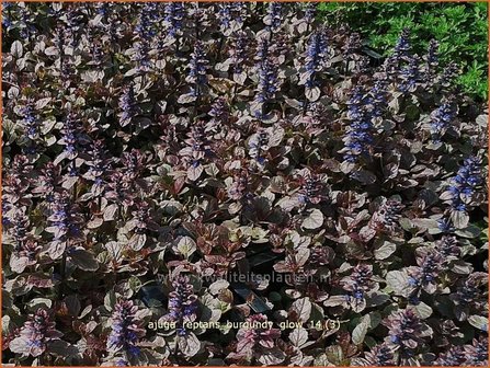 Ajuga reptans &#039;Burgundy Glow&#039; | Zenegroen | Kriechender G&uuml;nsel