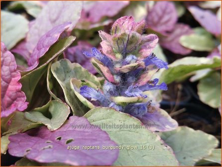 Ajuga reptans &#039;Burgundy Glow&#039; | Zenegroen | Kriechender G&uuml;nsel