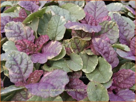 Ajuga reptans &#039;Burgundy Glow&#039; | Zenegroen | Kriechender G&uuml;nsel