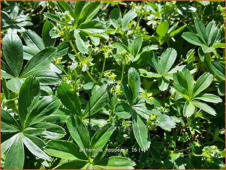 Alchemilla hoppeana | Vrouwenmantel | Berg-Silbermantel`