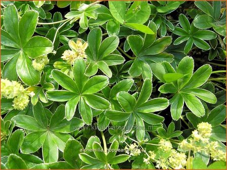 `Alchemilla hoppeana | Vrouwenmantel | Berg-Silbermantel