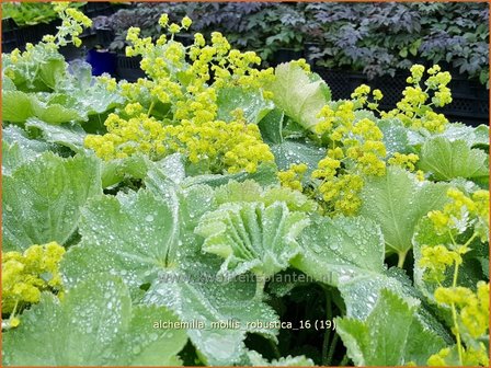 Alchemilla mollis &#039;Robustica&#039; | Vrouwenmantel | Gro&szlig;bl&auml;ttriger Frauenmantel