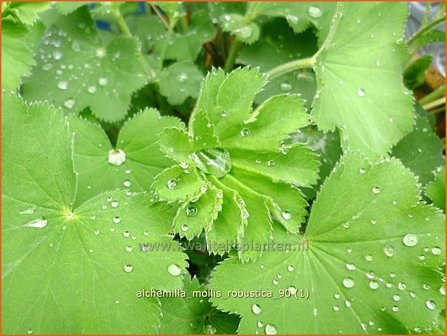 Alchemilla mollis &#039;Robustica&#039; | Vrouwenmantel | Gro&szlig;bl&auml;ttriger Frauenmantel