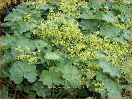 Alchemilla mollis &#039;Robustica&#039; | Vrouwenmantel | Gro&szlig;bl&auml;ttriger Frauenmantel