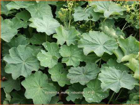 Alchemilla mollis &#039;Robustica&#039; | Vrouwenmantel | Gro&szlig;bl&auml;ttriger Frauenmantel