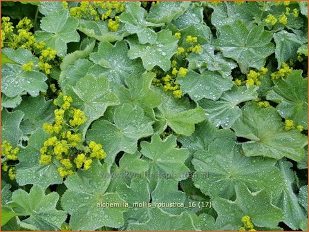 Alchemilla mollis &#039;Robustica&#039; | Vrouwenmantel | Gro&szlig;bl&auml;ttriger Frauenmantel