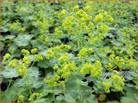 Alchemilla mollis &#039;Robustica&#039; | Vrouwenmantel | Gro&szlig;bl&auml;ttriger Frauenmantel