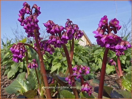 Bergenia cordifolia &#039;Eroica&#039; | Schoenlappersplant, Olifantsoren